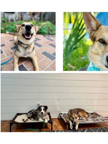 Tulsa Dog Trainer - Immersive Board & Train Programs Board & Train Graduates photo 112