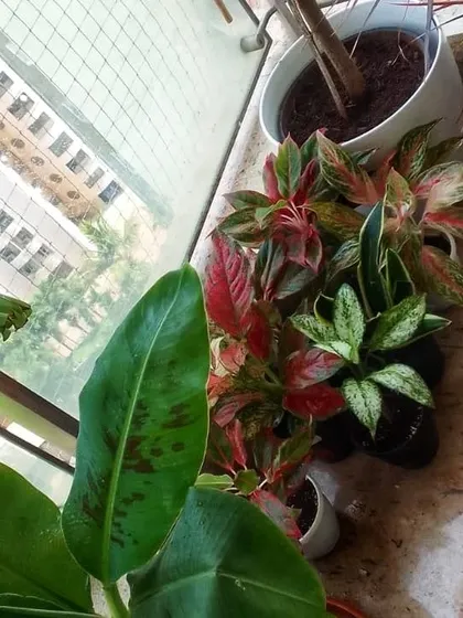 A collection of colorful Aglaonemas and a Banana Plant ready for placement after a maintenance check.