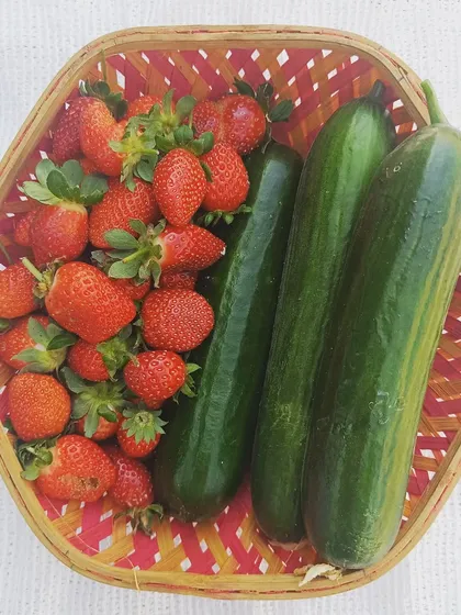 A basket of strawberries and cucumbers. It's a refreshing combination, and both are grown with the same hydroponic technology.