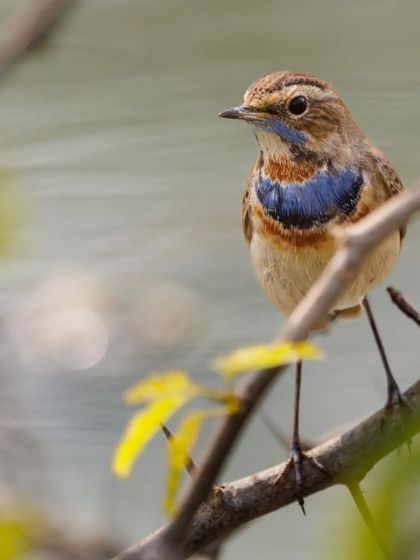 Another shot of the Bluethroat, a small bird that travels thousands of miles from its breeding grounds in Europe and Asia.