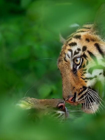 Wild Encounters: Action & Behavior photo 41