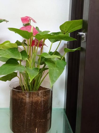 Hydroponic & Water-Based Plants photo 20