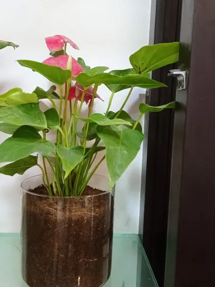 This Anthurium plant is potted in coco peat inside a glass container. This is a semi-hydroponic method that provides a clean look while retaining some moisture.