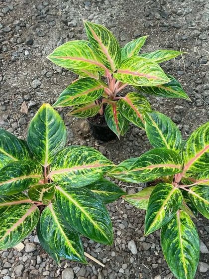 A trio of young Aglaonema plants with pink veins. These are ready to be potted up and sent to their new homes.