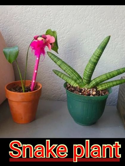 A unique variety of Snake Plant, the Sansevieria Cylindrica. Its round, spear-like leaves give it a very modern and architectural look.