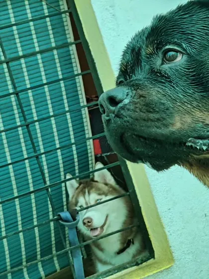 A moment of canine curiosity between Bhagsu the Rottweiler and Popeye the Husky. We ensure safe and controlled introductions so dogs of all temperaments can learn to socialize and interact positively.