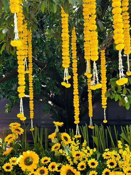A close-up of the Haldi decor, showing long strings of yellow marigolds hanging from a tree, creating a natural floral curtain over a bed of sunflowers.