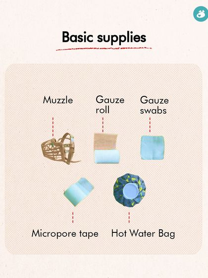 The Pack - Pet Parent Education & Workshops Your Dog's Health & Wellness photo 36