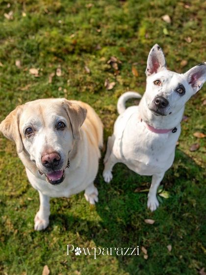 Pawparazzi By Prathima - Pet Milestone Photography Behind the Scenes & Client Love photo 19