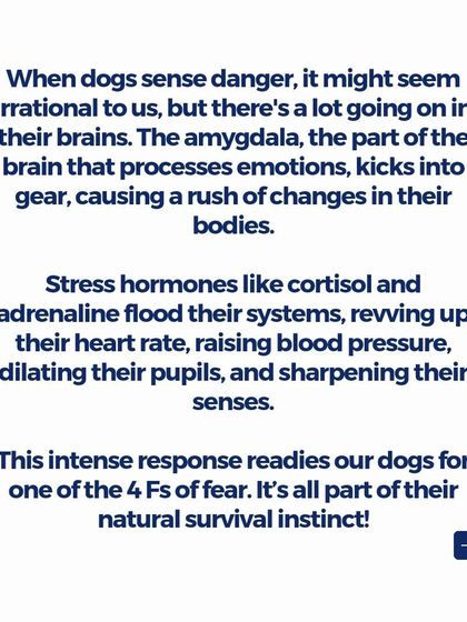 When a dog senses danger, stress hormones like cortisol and adrenaline flood their system. This prepares them for one of the 4 Fs of fear: Fight, Flight, Fidget, or Freeze. It's a natural survival instinct.