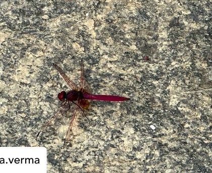 A beautiful macro shot of a dragonfly, showcasing the intricate details of nature that can be observed when you slow down and connect with your surroundings.