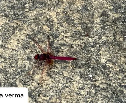 Another shot of the beautiful dragonfly. These small encounters with wildlife are a delightful part of the experience of being immersed in nature at our retreat.