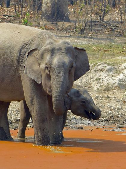 Manya Upadhyay - Travel & Documentary Photography Wildlife Encounters photo 9