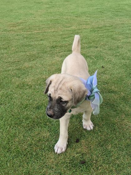 PL Paws - Dog Adoption Services Happy Tails: Our Adoptees in Their Forever Homes photo 66