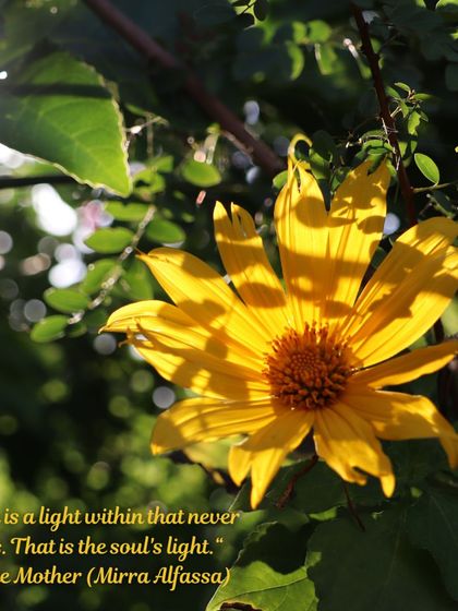 Sunlight filtering through the leaves of a flower, reminding us of the light within. We often pause to appreciate these small, beautiful moments that nature offers us every day.