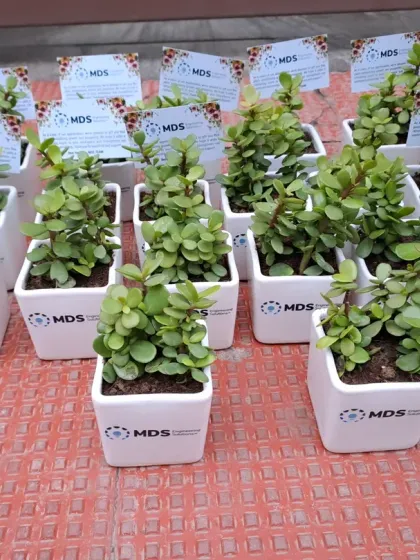 A collection of customized Jade plants prepared for MDS Engineering Solutions. The consistent branding across all pots creates a cohesive and professional set of corporate return gifts.