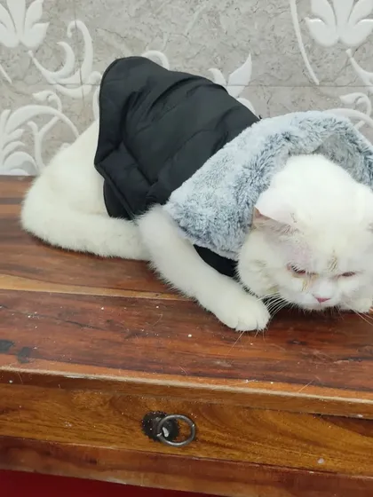 Simba the Persian cat is looking cozy and stylish in this black winter jacket with a faux fur hood from our seasonal apparel collection. We have sweaters and raincoats to keep your pet comfortable in any weather.