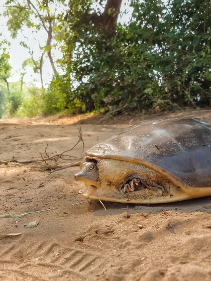 Beyond Snakes: Lizards, Frogs & Amphibians photo 5