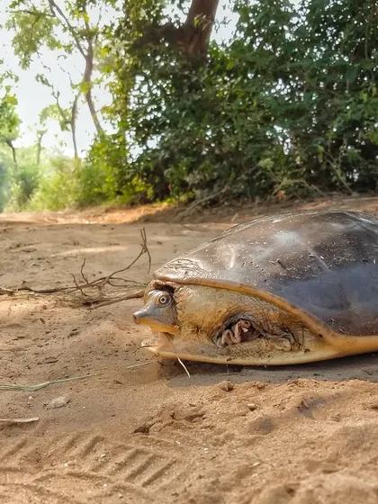 An Indian Flapshell Turtle, photographed in my native village. These freshwater turtles are a vital part of the aquatic ecosystem.