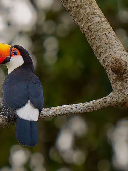 An intimate portrait of a tropical jewel. The details and colors are simply breathtaking.