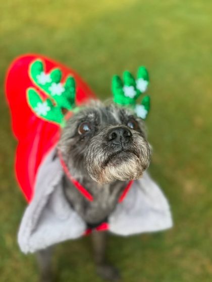 Mickey, a 15-year-old Schnauzer, is an integral part of our pack. The presence of these wise old souls always lifts our spirits.