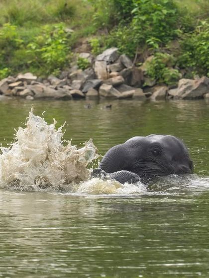 A close-up of the splash, freezing the motion of the water as the elephant plays. Capturing action like this requires mastering shutter speed and anticipating the moment.