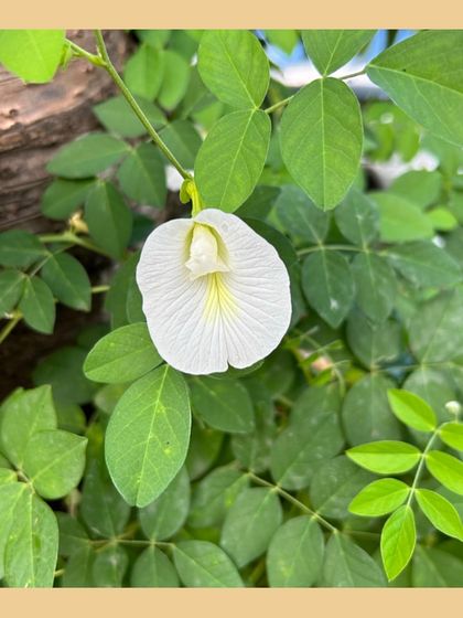 Our Native Plant Showcase photo 9