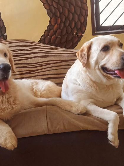 Just two buddies, a Golden Retriever and a Labrador, getting ready to watch a movie.