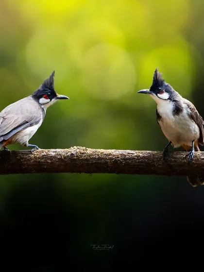 A pair of Red-whiskered Bulbuls share a branch in the forest. A silent understanding seemed to pass between them, a beautiful moment of connection.