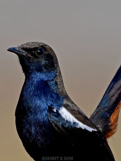 A closer portrait of the Indian Robin, focusing on the iridescent sheen of its feathers.