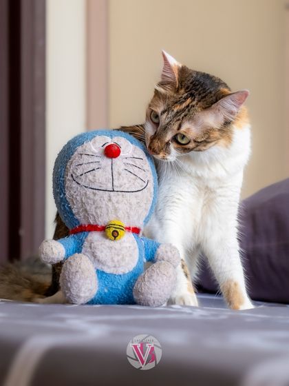 A cat and its Doraemon toy. This sweet, playful moment shows the bond between a pet and their favorite comfort item.