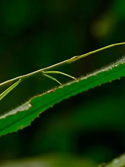 Another view of the Stick Insect, perfectly camouflaged against a blade of grass. These are the sticks that move, nature's cloak and dagger artists at their finest.
