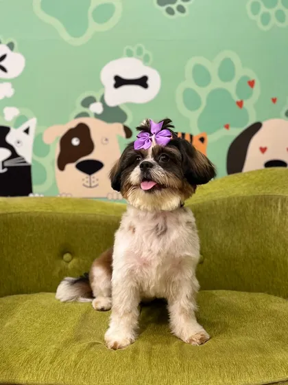 Every groom is finished with a touch of love. The gorgeous Laksha is looking picture-perfect and happy on our comfy pet sofa after her spa session.
