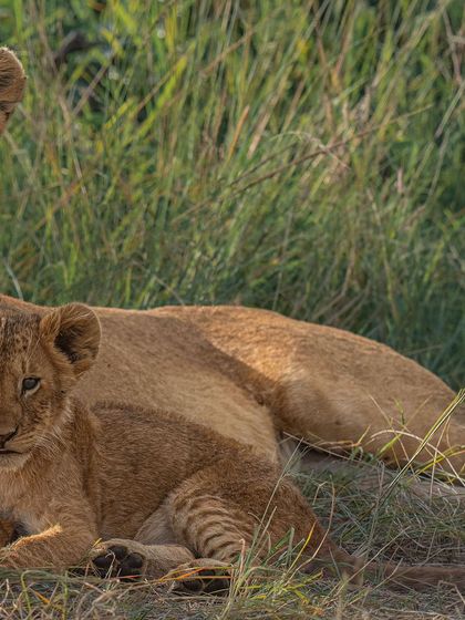 A close-up of a lioness and her cub. The intimacy of the shot highlights their bond and the soft textures of their fur.