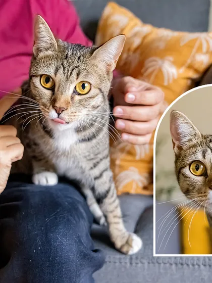 A collage of Olive the cat, with a little 'blep' in the main photo. At-home shoots are perfect for capturing the funny, candid moments of our feline friends.