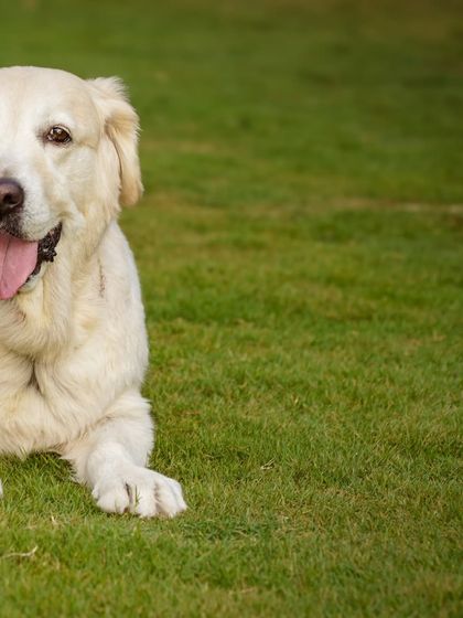 A happy Golden Retriever relaxing on a perfect green lawn, the epitome of a happy dog in his yard.