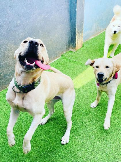 Becky's Bow Wow House - Dog Daycare Our Playground & Pack photo 57