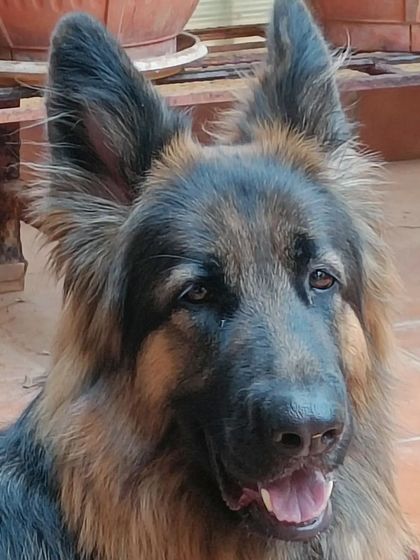 Jazzy's Pet Care - Doggy Daycare Meet Our Adorable Guests photo 19