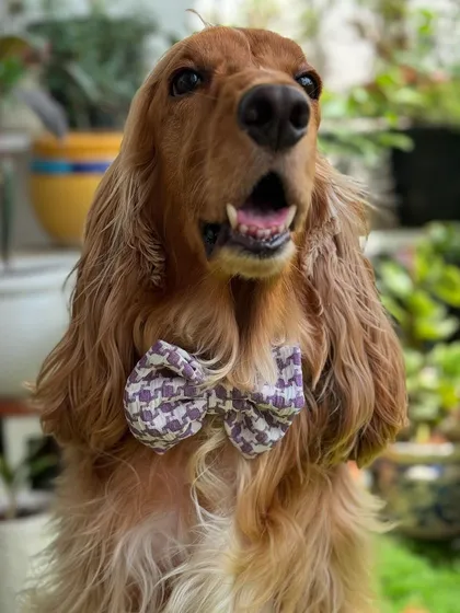 This houndstooth bow from Furry Tags is so chic. Posto looks like a true gentleman.