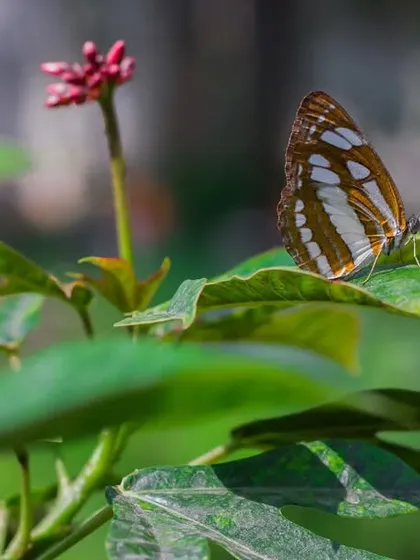A Common Sailor butterfly resting on a leaf. These wide-angle shots help to show the butterfly in its natural habitat, telling a more complete story.