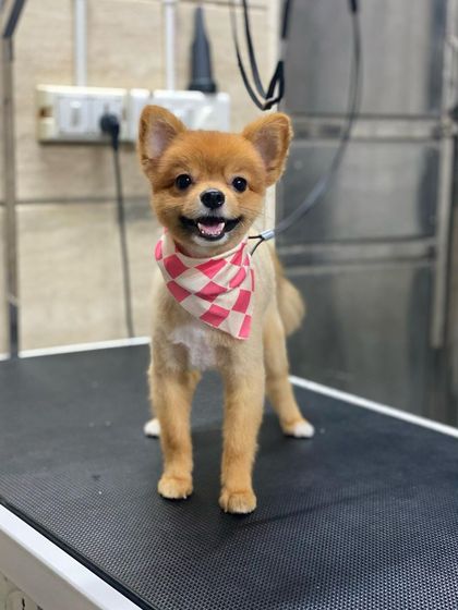 This Toy Pomeranian is all smiles after a summer cut that keeps him cool and stylish.