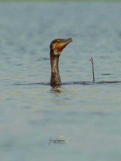A Great Cormorant's head pokes out of the water, alert and watchful.