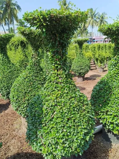 A row of my vase-shaped topiaries, ready for clients at the nursery. The consistent shaping and dense growth show the quality and care I put into each piece, ensuring they make a strong visual impact.