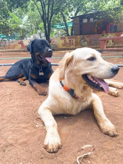 Friendship comes in all shapes and sizes here. A quiet moment of relaxation between a Rottweiler and a Golden Retriever in our play yard.