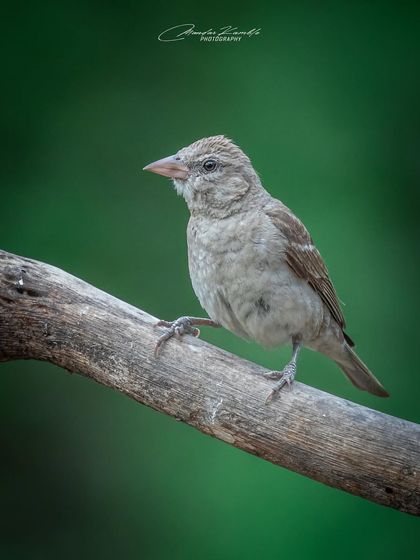 Portraits of the Wild photo 21