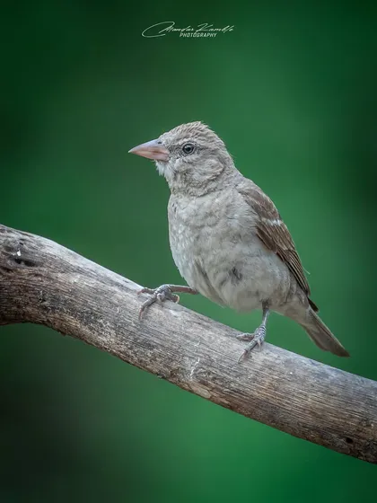 A Yellow-throated Sparrow, also known as the Chestnut-shouldered Petronia, perched on a simple branch. The clean background highlights its form.