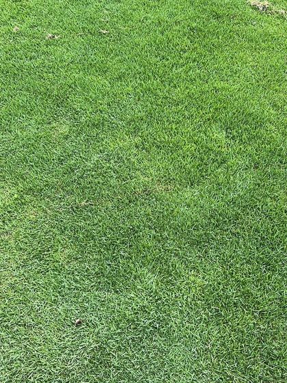 Rakshith Landscaping - Landscape Design & Installation Lush Lawns: Natural & Artificial photo 12