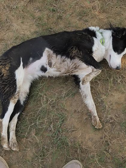 A tired but happy dog taking a rest after a lot of play at our party. A dirty, tired dog is the sign of a day well spent!