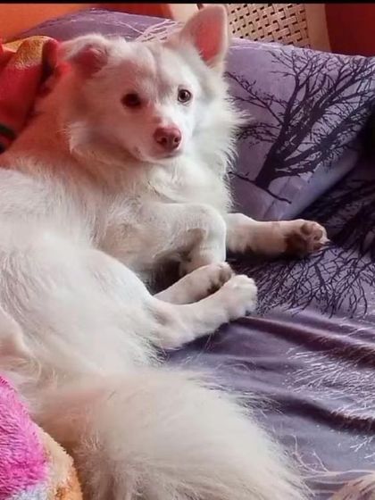 Guddu relaxing on a bed, looking comfortable and content.
