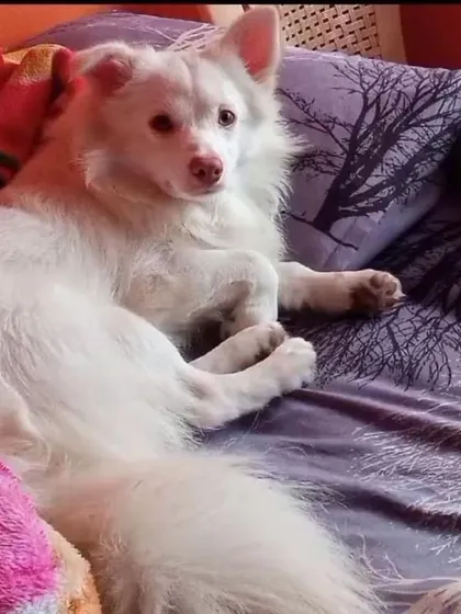 Guddu relaxing on a bed, looking comfortable and content.